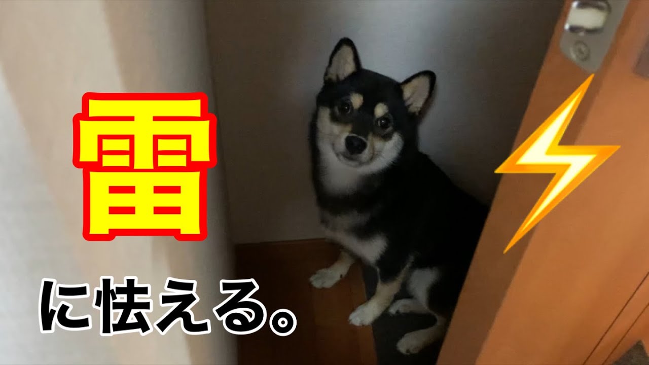 初めての体験！大きな雷に怖がる柴犬【柴犬ドワイト】