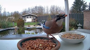 Reolink Captures: A Eurasian Jay Comes to Make His Winter Reserve of Peanuts