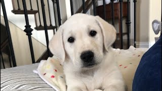 Yellow Lab Puppies 9 Weeks Old!