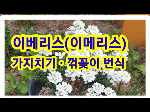 이베리스(이메리스) 가지치기.꺾꽂이 번식