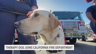 Therapy dog joins the Santa Rosa Fire Department