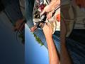 ROD OVERBOARD #musky #fishing #canada #fish #accident