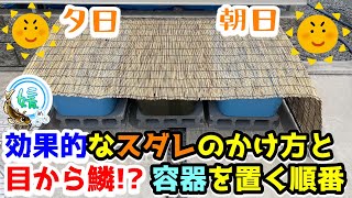 メダカ飼育～日光を意識した効果的な簾（スダレ）の使い方と容器の色による並べる順番と置き場所について～【媛めだか/遮光対策/真夏のメダカ飼育】