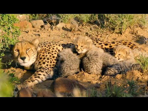 Video: Pet Scoop: 10 Cheetah Cubs Rojen v Virginiji, dolgoletni terapijski pes dvigne ovratnik