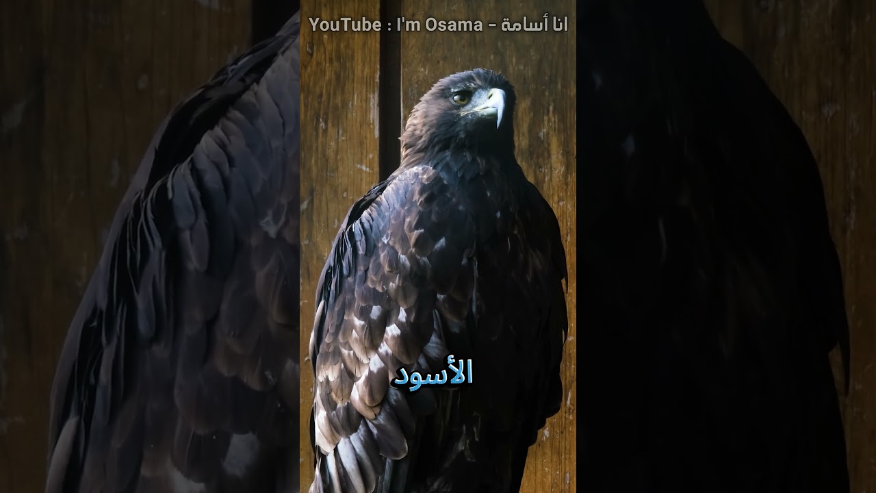 أسوأ ثلاث أمهات في عالم الحيوان !!! #shorts