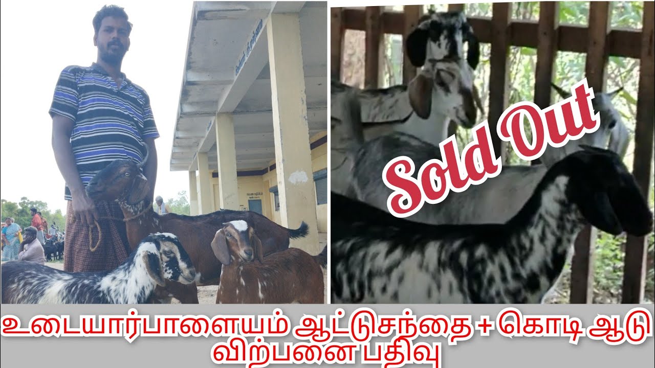 உடையார்பாளையம் ஆட்டுசந்தை நிலவரம் 22.06.2024 / கொடி  ஆடு ஆண்டிமடம் அருகில் விற்பனைக்கு உள்ளது