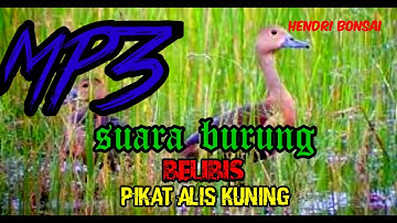 suara pikat burung belibis
