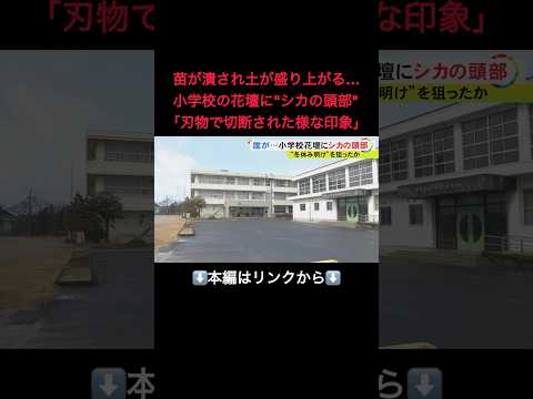 ⬆️本編はリンクから⬆️一体誰が何のために…小学校の花壇で花と花の間に『シカの頭』犯罪心理学の専門家が注目した“時期と場所”#shorts