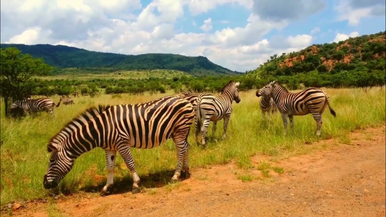 Kawanan zebra yang sedang mencari makan animals zebra trending YouTube