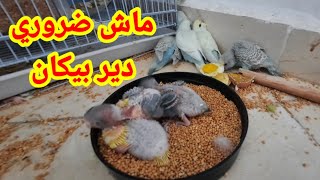 ليس ضروري أن تركب خاتم لطيور الزينة والمغردة