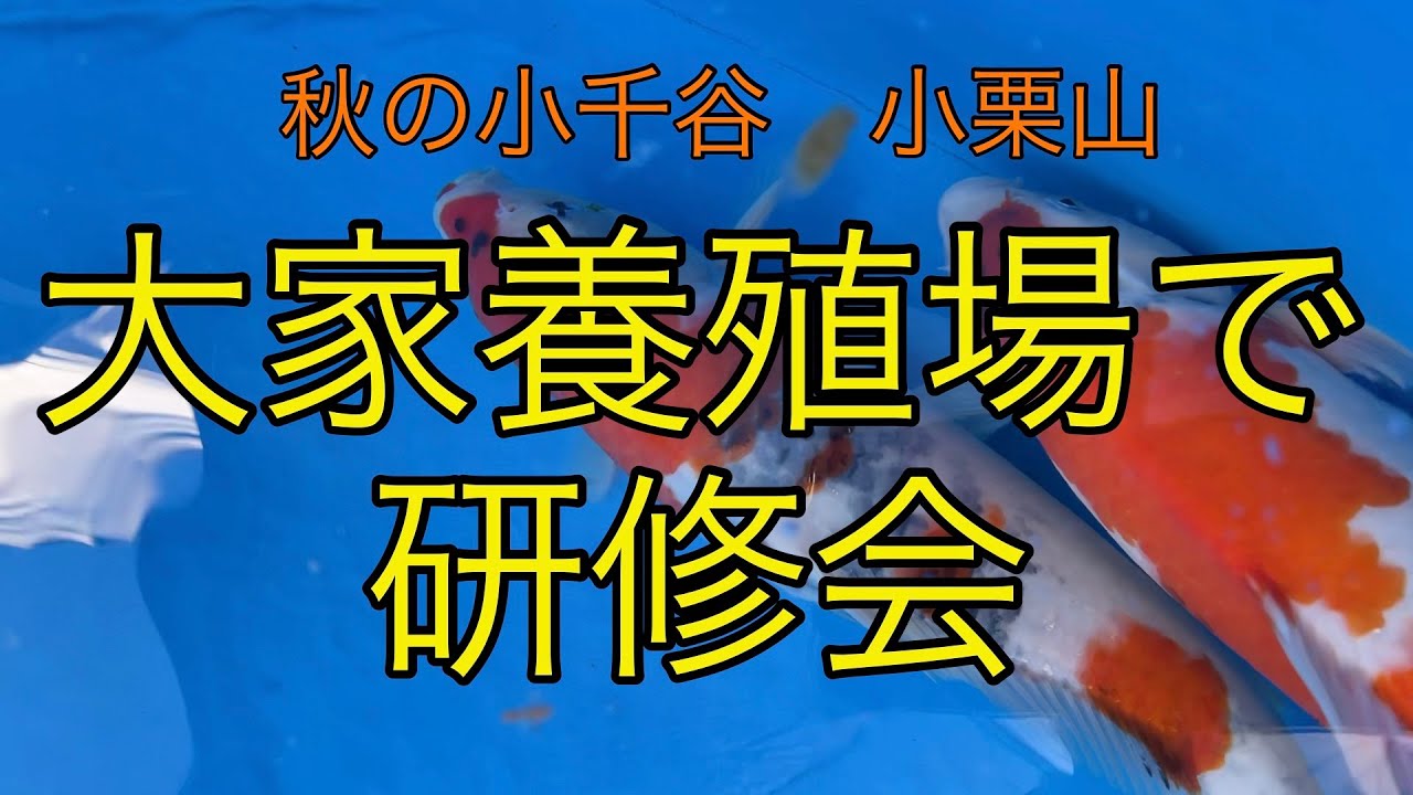 全日本愛鱗会　鑑賞審査部研修会　2025年9月 ／大家養殖場