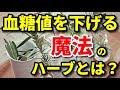 【糖尿病】血糖値を下げる魔法のハーブとは?