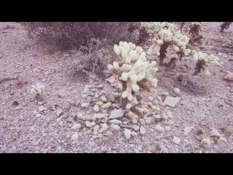 Audrey taking down a jumping cactus.