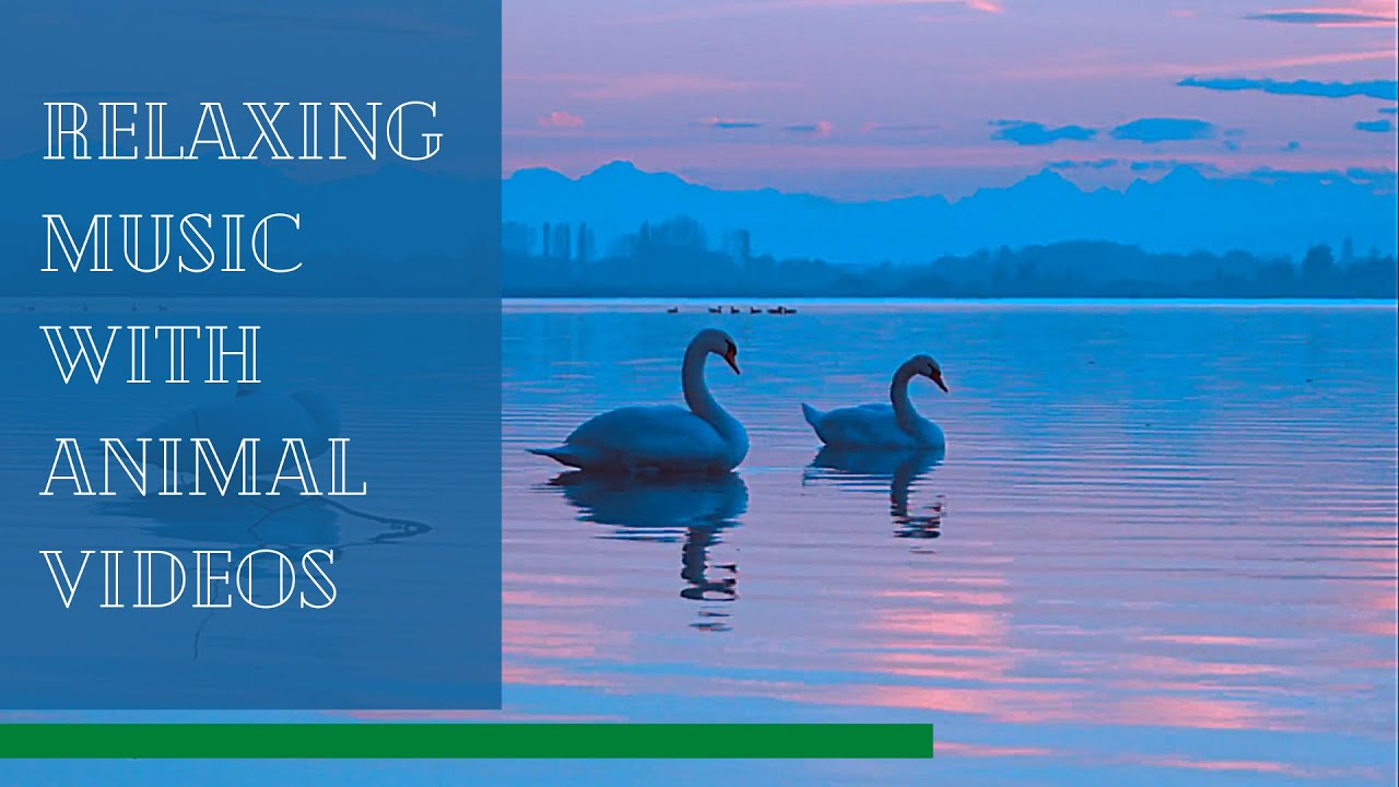 Relaxing Music With Animal Video YouTube