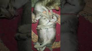 cute kittens sleep time 🧿❤️🩹#cutebaby #support