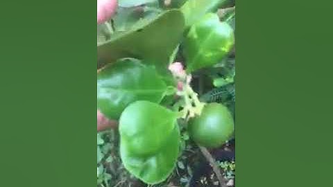 Giống bưởi lùn Tứ Xuyên đã ra quả tại miền tây Việt Nam