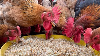 How to grow sprouted rice as chicken feed at home - Chicken Farm - Poultry farming