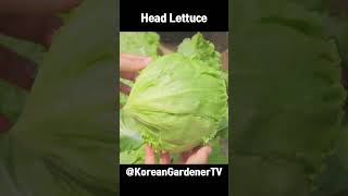 양상추 씨앗을 화분에 키우면...ㅣGrowing Head Lettuce🌱#shorts