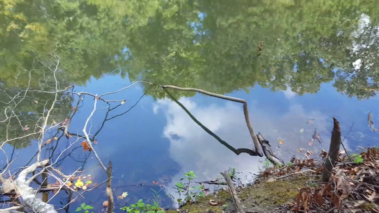removal of fallopian tube Beaver damage on a lake