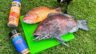 Catch n’ Cook Toothy Hogfish- Kayak Fishing Hawaii!