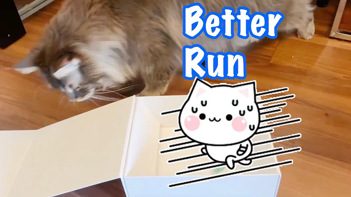 Video 4488581: tiger maine coon, maine coon cat, furry