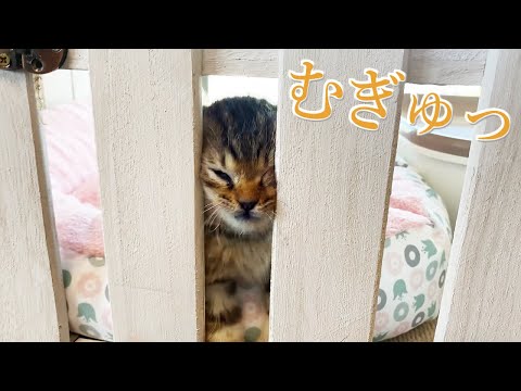 進撃の保護猫！レトリバー砲発射！凛としてまりも！の３本です