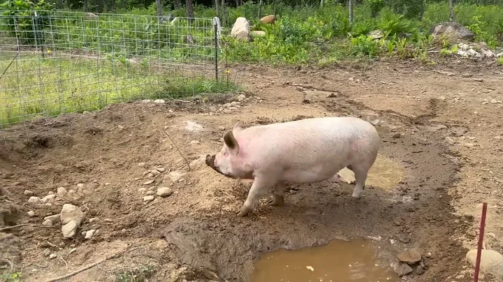 The Girls Leave the Farm