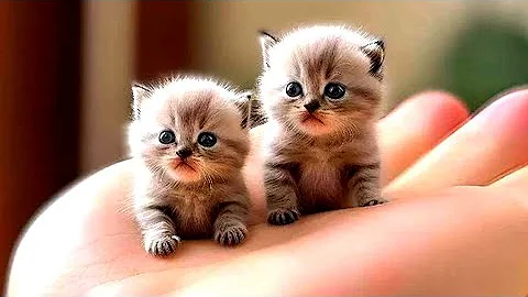 Watch the video about Funny Cat Video | Cute Cat Video | Kitten Cat Video | C A T