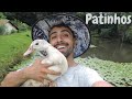 Soltando os Patos | Gutejando