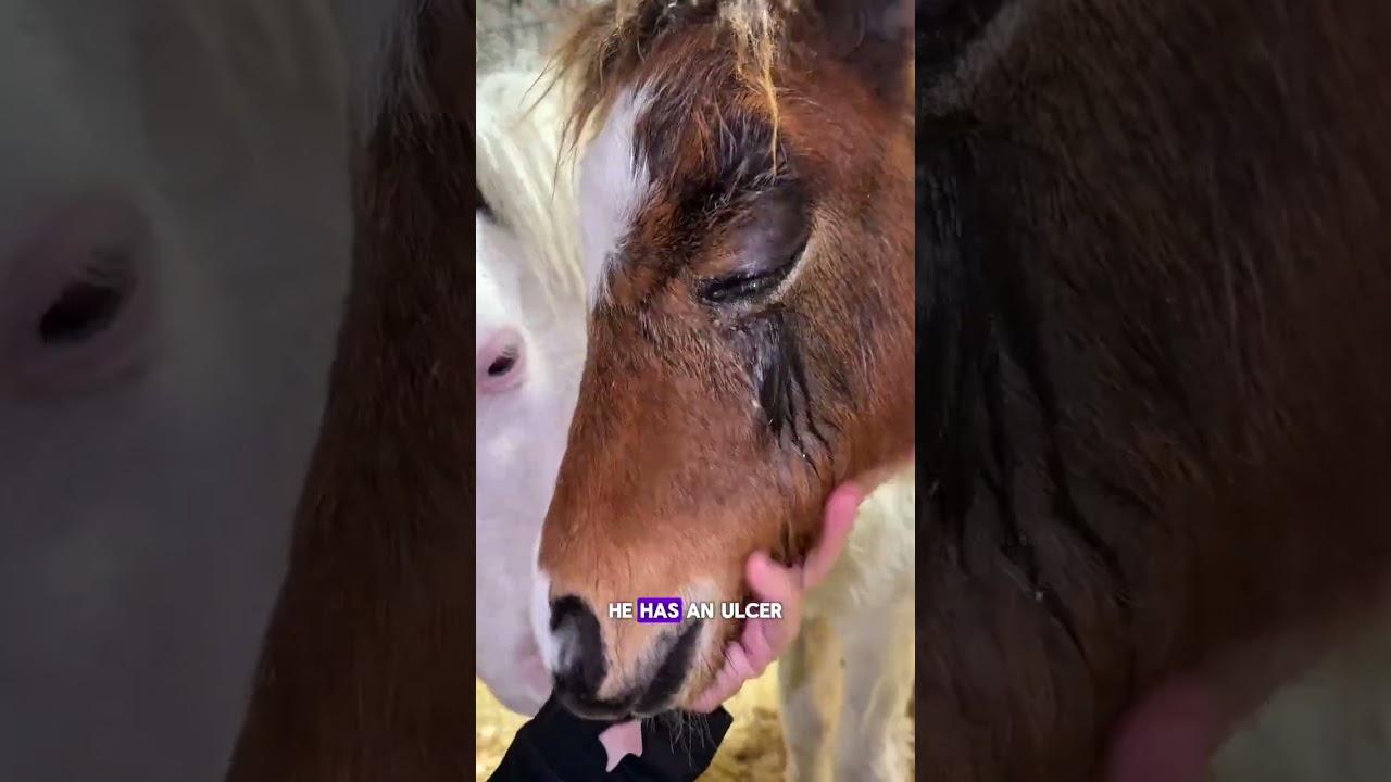 Жеребенок Френчи поступил с новой травмой глаза 😭😭😭 К счастью, она несерьезная, и он должен выздо...