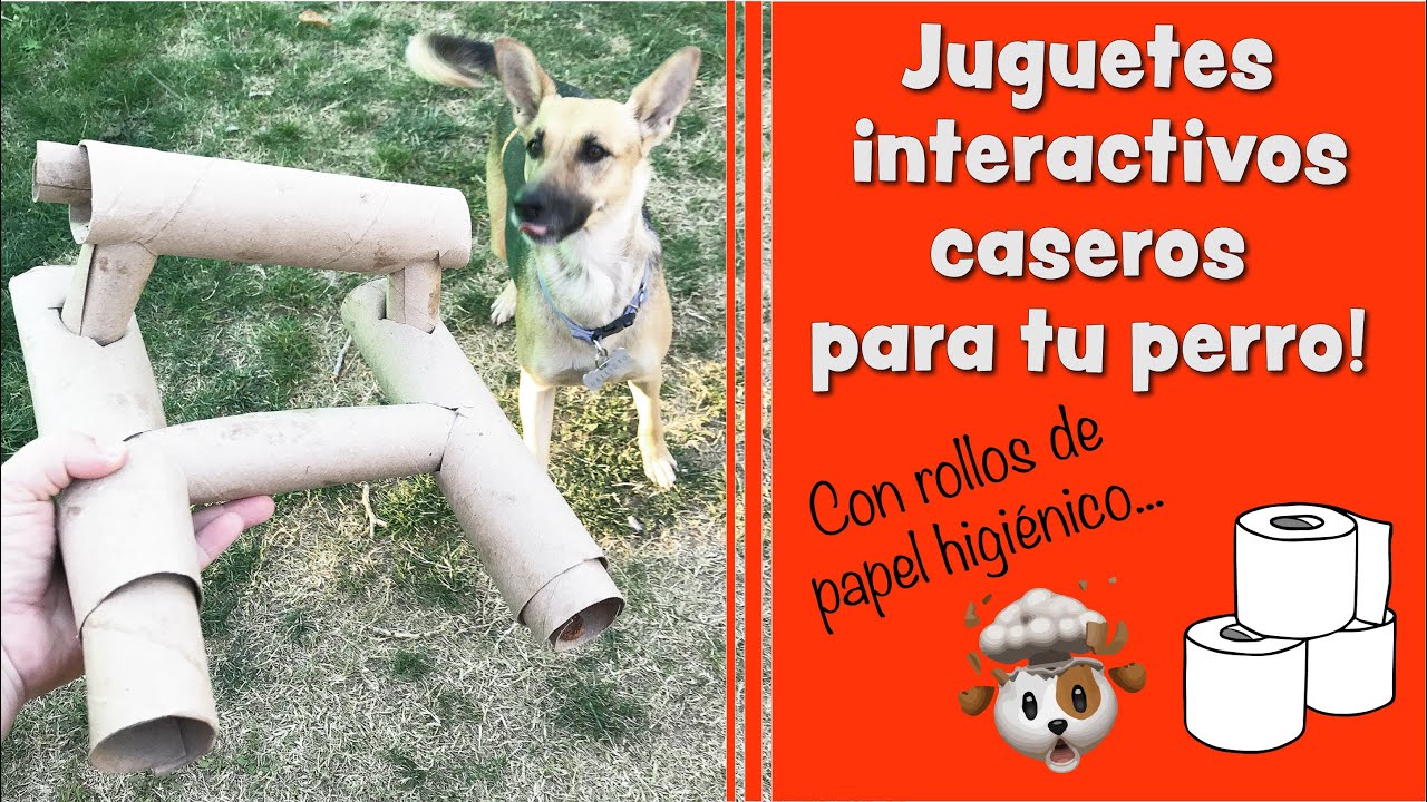 Juguetes interactivos caseros para perros con rollos de cartón 