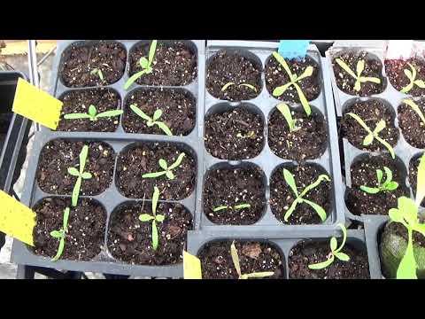 Starting Statice From Seed And Statice Seedlings Update, Plus Growing Statice