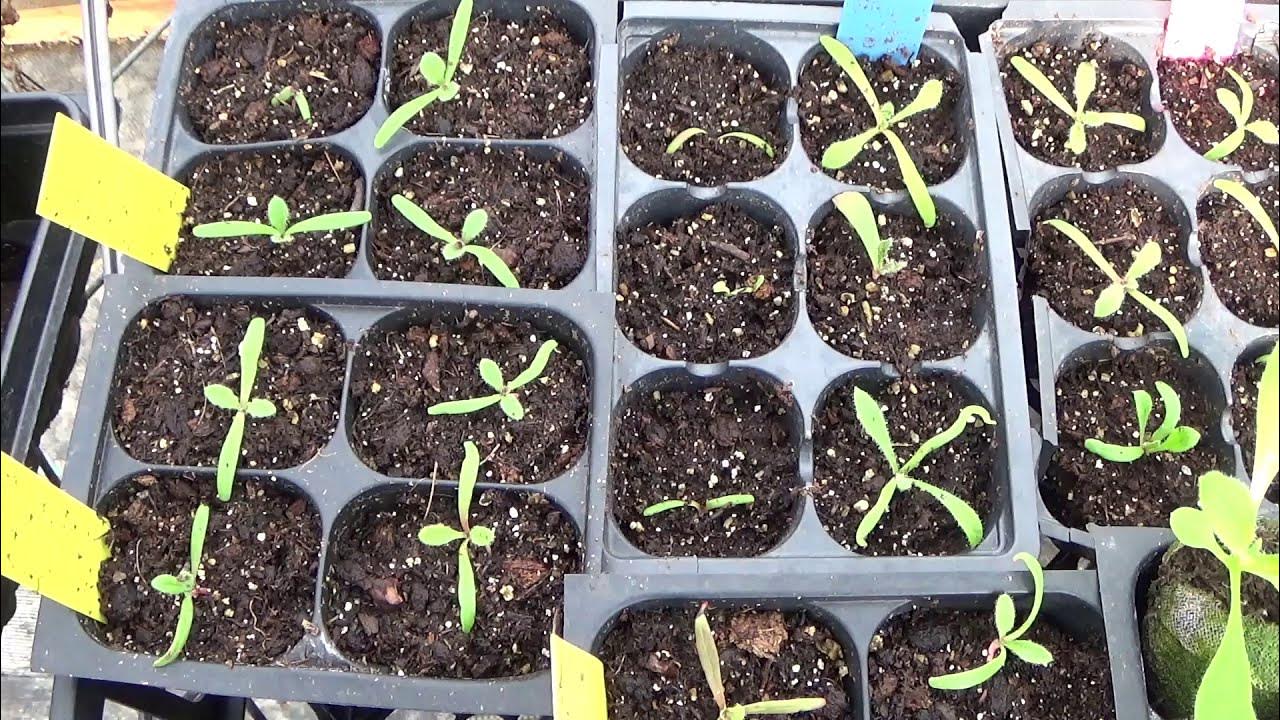 Starting Statice From Seed And Statice Seedlings Update, Plus Growing