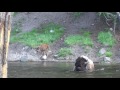 Bison swimming across the river in Yellowstone.  Spectatular!