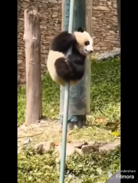panda pole sliding 😍😍#viralshorts #shorts #viralreels #animallover