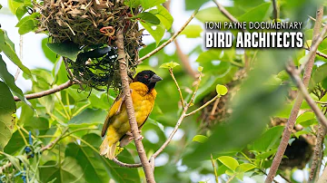 How Birds Build Nests: Village Weaver & Northern Red Bishop | Nature Wildlife Animal Documentary