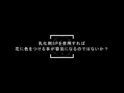 乳化剤SPを使用すれば、花に色をつける事が容易になるのではないか？