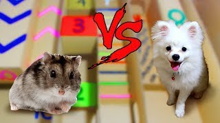Snowball Dog vs Chip Hamster In Calculating Points Maze- Who Is The Best? Snowball Dog vs Chip Hamster In Calculating Points Maze- Who Is The Best?