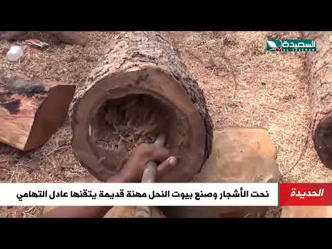 نحت الأشجار وصنع بيوت النحل مهنة قديمة يتقنها عادل التهامي