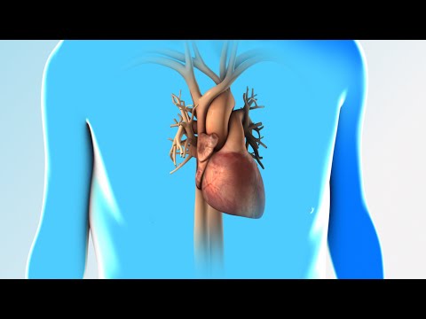 Heart Failure | Discharge Instructions | Nucleus Health