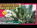 👉👉 Strelitzia nicolai CUIDADOS y características 🌟🌟🌟 Ave del paraíso RIEGOS, problemas FRECUENTES...