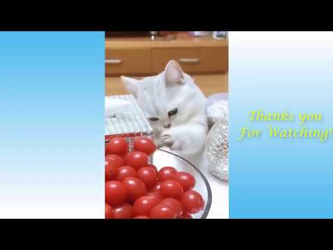 funny-animals-compilation---vines-2020-#6-try-not-to-laugh-challenge---funny-animal-fails