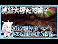 當你以為直播要結束的時候...｜【ホロライブ / Hololive】【白上フブキ / 白上吹雪】