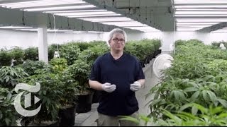 Inside the Cannabis Factory | The New York Times