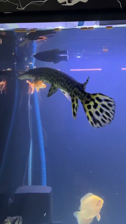 Alligator gar fish aggression 🐠🐠 #fish #fishtank #fishlovers
