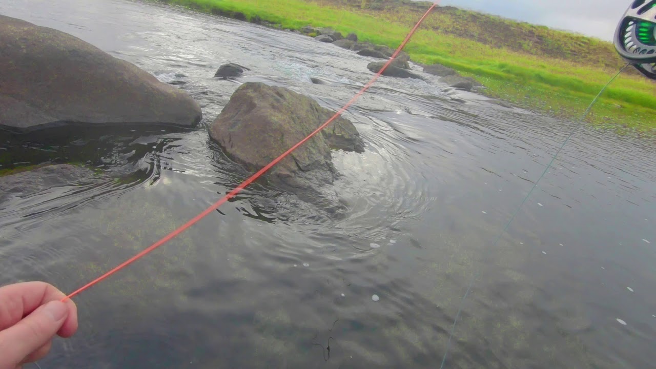 Laxá í Dölum 2019