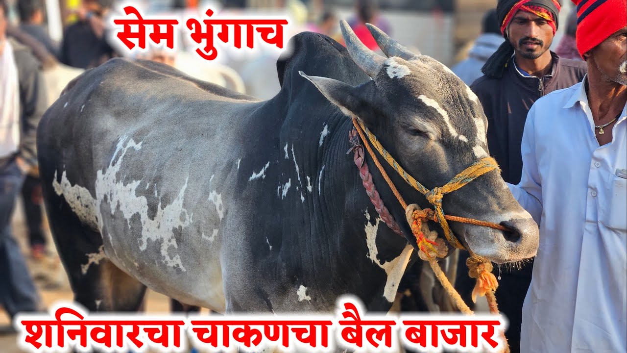 शनिवारचा चाकणचा बैल बाजार,,दि-‌27/12/2025…Chakan Bail Bajar..Bail Bazar chakan..#Chakan