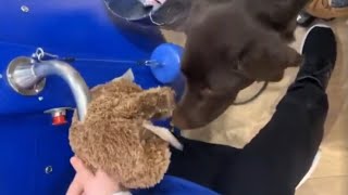 Dog Chooses His Own Stuffed Animal For First Ever Build-A-Bear