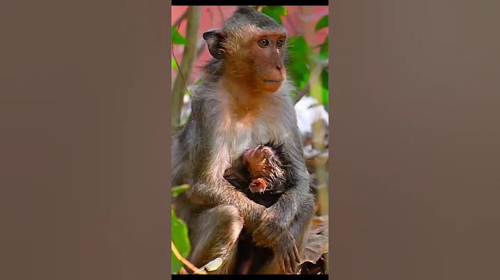 Sweetest Baby Monkey Moment 💕 #babymonkeys #wildlifeentertainment #cute