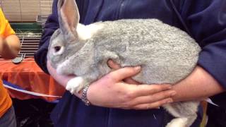 Best Friends Super Adoption NY 2013 BUNNY CUTENESS ALERT!